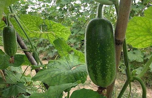 吃瓜直播间免费吃瓜怎么弄,轻松解锁免费吃瓜直播间的秘密技巧 第3张 吃瓜直播间免费吃瓜怎么弄,轻松解锁免费吃瓜直播间的秘密技巧 第3张